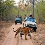 Ranthambore-National-Park-in-Rajasthan