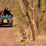 ranthambhore-wildlife