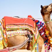 decorated-camel (1)