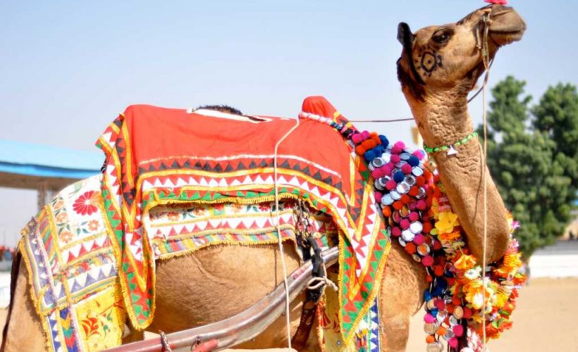 decorated-camel (1)