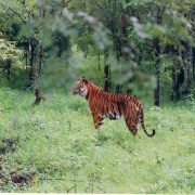 Bhadra-Wildlife-Sanctuary