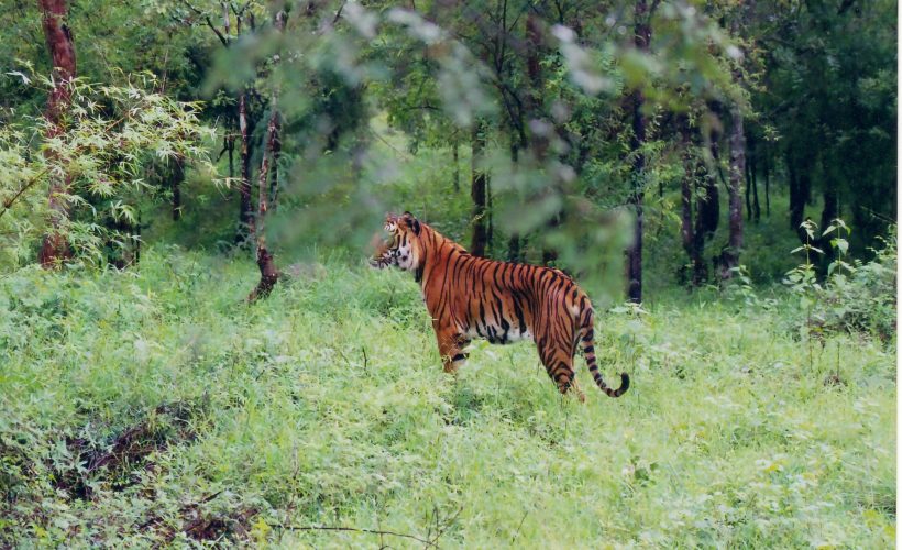 Bhadra-Wildlife-Sanctuary