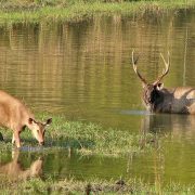 Kanha-National-Park