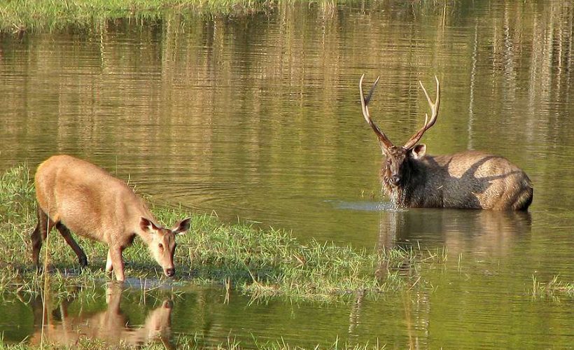 Kanha-National-Park