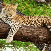 Mahananda-Wildlife-Sanctuary-Dooars-Region