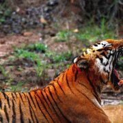 south-indian-wildlife-parks-feat