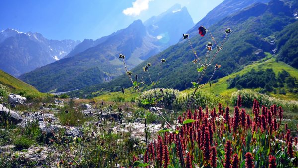 valley-of-fowers-1